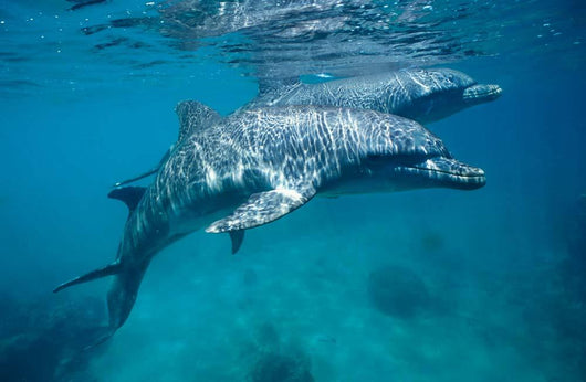 Bottlenose Dolphin Caribbean off Wall Decal Design 1
