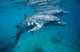 Bottlenose Dolphin Caribbean off Wall Decal Design 1