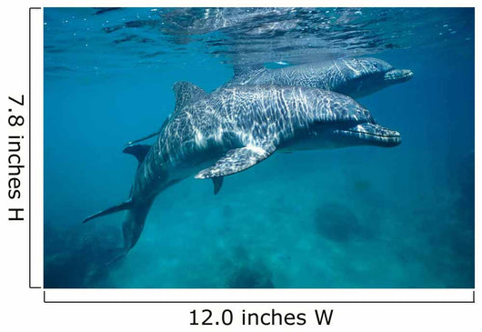 Bottlenose Dolphin Caribbean off Wall Decal Design 1