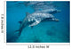 Bottlenose Dolphin Caribbean off Wall Decal Design 1