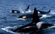 Pod Transient Killer Whales Wall Decal