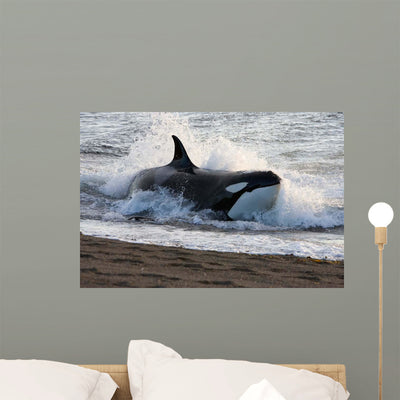 Killer Whale Hunting South Wall Decal shown on a wall