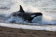 Killer Whale Hunting South Wall Decal