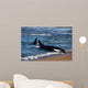 Killer Whale Practicing Intentional Wall Decal