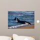 Killer Whale Practicing Intentional Wall Decal