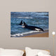 Killer Whale Practicing Intentional Wall Decal