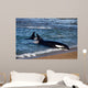 Killer Whale Practicing Intentional Wall Decal