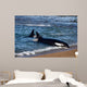 Killer Whale Practicing Intentional Wall Decal
