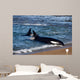 Killer Whale Practicing Intentional Wall Decal