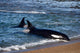 Killer Whale Practicing Intentional Wall Decal