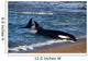 Killer Whale Practicing Intentional Wall Decal