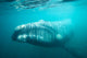 Southern Right Whale Swimming Wall Decal