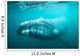 Southern Right Whale Swimming Wall Decal