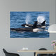 Group Transient Killer Whales Wall Decal Design 2