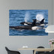 Group Transient Killer Whales Wall Decal Design 2