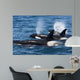 Group Transient Killer Whales Wall Decal Design 2
