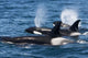 Group Transient Killer Whales Wall Decal Design 2