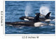 Group Transient Killer Whales Wall Decal Design 2