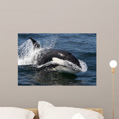 Transient Killer Whale Leaping Wall Decal Design 4 shown on a wall