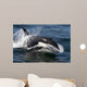 Transient Killer Whale Leaping Wall Decal Design 4