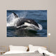 Transient Killer Whale Leaping Wall Decal Design 4