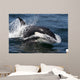 Transient Killer Whale Leaping Wall Decal Design 4
