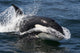 Transient Killer Whale Leaping Wall Decal Design 4