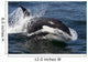Transient Killer Whale Leaping Wall Decal Design 4