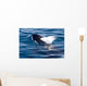 Transient Killer Whale Exhales Wall Decal