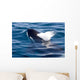 Transient Killer Whale Exhales Wall Decal