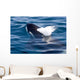 Transient Killer Whale Exhales Wall Decal