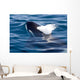 Transient Killer Whale Exhales Wall Decal