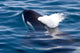 Transient Killer Whale Exhales Wall Decal