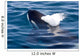 Transient Killer Whale Exhales Wall Decal