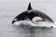 Transient Killer Whale Leaping Wall Decal Design 3