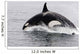 Transient Killer Whale Leaping Wall Decal Design 3