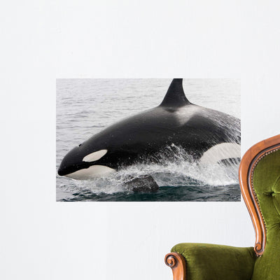 Transient Killer Whale Leaping Wall Decal Design 2 shown on a wall