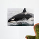 Transient Killer Whale Leaping Wall Decal Design 2