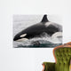 Transient Killer Whale Leaping Wall Decal Design 2