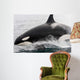 Transient Killer Whale Leaping Wall Decal Design 2
