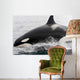 Transient Killer Whale Leaping Wall Decal Design 2