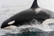 Transient Killer Whale Leaping Wall Decal Design 2