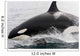 Transient Killer Whale Leaping Wall Decal Design 2