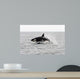Transient Killer Whale Leaping Wall Decal Design 1