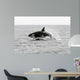 Transient Killer Whale Leaping Wall Decal Design 1