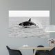 Transient Killer Whale Leaping Wall Decal Design 1
