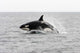 Transient Killer Whale Leaping Wall Decal Design 1