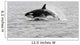 Transient Killer Whale Leaping Wall Decal Design 1