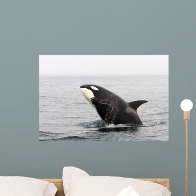 Transient Killer Whale Breaching Wall Decal shown on a wall