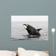 Transient Killer Whale Breaching Wall Decal